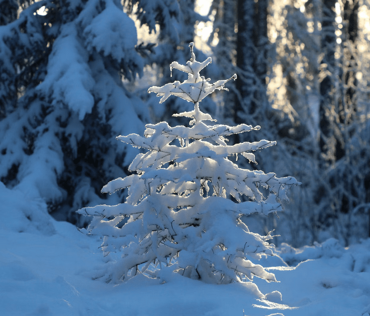 color photo of small pine tree covered in snow with sun shining through other trees